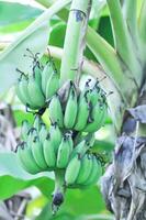 plátano o plátano planta, plátano árbol o plátano florecer foto