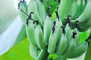 plátano o plátano planta, plátano árbol o plátano florecer foto