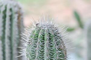 Mammillaria mammillaria plumosa o cactus planta foto