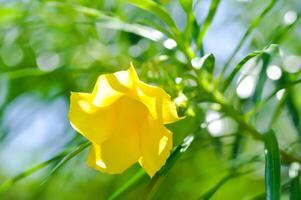 Thevetia peruviana ,Yellow Oleande or Lucky Nut or Lucky Bean or Trumpet Flower photo