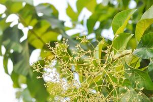 tectona grandes, teca o lamiaceae o teca planta o teca semilla o teca y flor foto