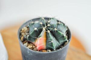 cactus, Coryphantha or Coryphantha Elephantidens or bicolor cactus photo