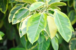 Asian Council Tree, Ficus Altissima Variegata or Ficus Elastica Altissima Variegata or Ficus plant or Rubber Plant Lemon Lime or Yellow Gem or Ficus elastica Yellow Gem photo