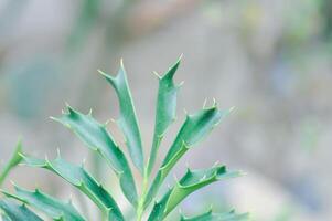 encephalartos latifrones, cícadas o cycadaceae o cycas rumphii o estangeriáceas o zamiáceas o encephalartos arenario foto