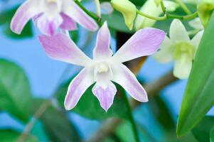 white and purple orchid flower, orchid or ORCHIDACEAE photo