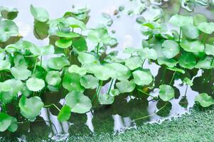 centella asiatica, te tengo kola o umbelíferas o apiaceae foto