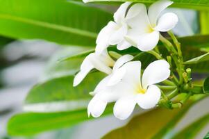 frangipani, frangipani flower or pagoda tree photo