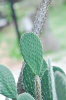 Opuntia tuna, Angiosperms or Opuntia or Cactaceae or Tuna Cactus or Prickly Pears photo