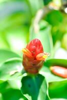 Costus speciosus, Crape ginger or Malay ginger or Spiral flag or Costus speciosus Cheilocostus speciosus, Costaceae or Cane reed or Crape ginger or Malay ginger or Spiral flag photo