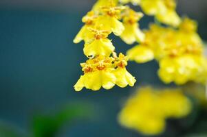 yellow oncidium orchid or yellow orchid flower ,orchid photo