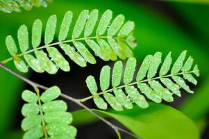 Tamarindus indica L, Indian date or Tamarind or FABACEAE and rain drop photo