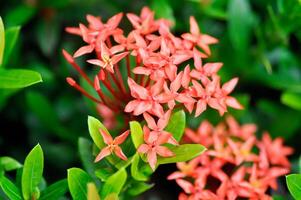 Ixora chinensis Lamk, Ixora spp or Zephyranthes or West Indian Jasmine photo