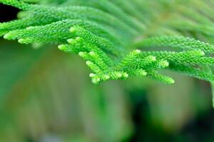 norfolk isla pino, araucaria heterophylla o araucariaceae foto