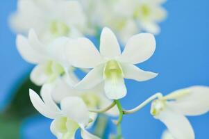 blanco orquídea flor, orquídea o orquídeas foto