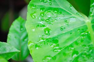 Alocasia, Alocasia macrorrhizos or Alocasia plant or dew drop photo