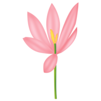 une crocus png transparent Contexte dans une dessiné à la main pente Couleur printemps floral concept, illustration