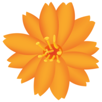 An orange cosmos PNG transparent background in a hand-drawn gradient color spring floral concept, illustration