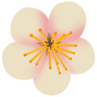 An apple blossom PNG transparent background in a hand-drawn gradient color spring floral concept, illustration