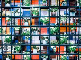 Potted plants on display photo