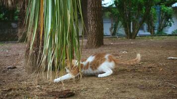 adorabile giallo gattino è giocando con palma le foglie nel il parco video