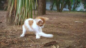 adorável brincalhão amarelo gatinho é jogando com Palma árvore tronco parte dentro a parque video