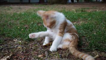 Adorable yellow kitten is licking its leg in a funny way in the park video