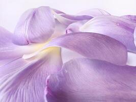 Close up of tender light purple tulip petals with water drops. Wedding romantic background. Fragrance. photo