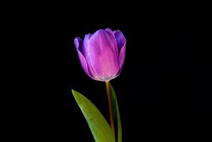 Close up Purple tulip isolated on black background. Studio shot, spring time. Holland tulip. photo