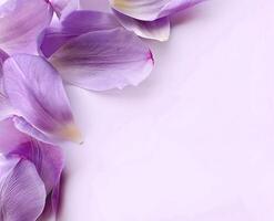 tender light purple tulip petals frame corner on pink background. photo