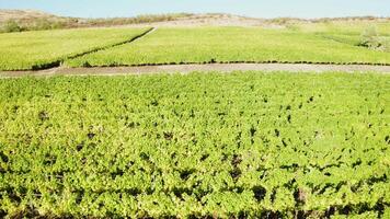 fliegend Über Grün Weinberg beim das Sonnenuntergang. video