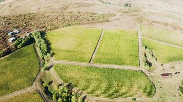 magnifique drone coup de gros vignoble dans chaud Soleil lumière. video