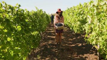 mujer sonriente y levantamiento un cesta con uvas a el cámara, lento movimiento imágenes video