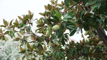 magnólia brotos com água gotas a partir de a chuva. frágil flor. video