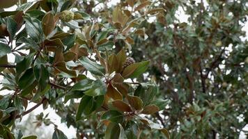 agua gotas desde el lluvia en magnolia brotes frágil flor. video