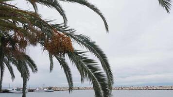 ramo di oliva albero vicino il spiaggia. fine di estate. video