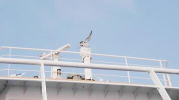 Seagull with open wings on top of ferry boat sailing on deep waters. video