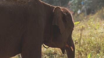 Asia elefante nel Tailandia, Asia elefanti nel chiang mai. elefante natura parco, Tailandia video