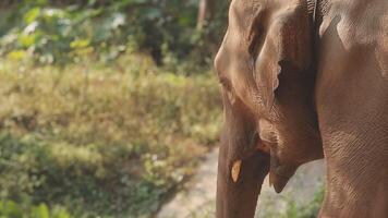 Asien elefant i thailand, Asien elefanter i chiang maj. elefant natur parkera, thailand video