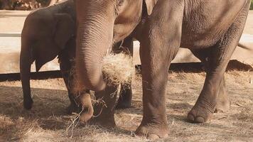 Asia elefante nel Tailandia, Asia elefanti nel chiang mai. elefante natura parco, Tailandia video