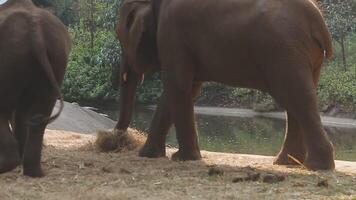 Asia elefante en tailandia, Asia elefantes en chiang Mai. elefante naturaleza parque, Tailandia video