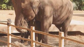 Azië olifant in Thailand, Azië olifanten in Chiang mei. olifant natuur park, Thailand video