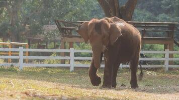 Asien elefant i thailand, Asien elefanter i chiang maj. elefant natur parkera, thailand video