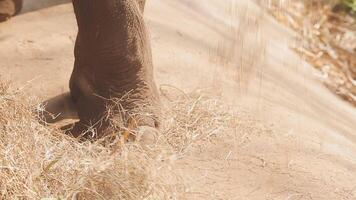 Asien Elefant im Thailand, Asien Elefanten im Chiang Mai. Elefant Natur Park, Thailand video