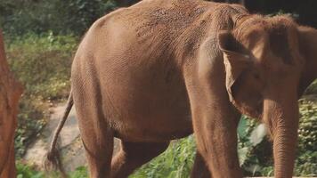 Asien elefant i thailand, Asien elefanter i chiang maj. elefant natur parkera, thailand video
