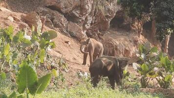 Asia elefante nel Tailandia, Asia elefanti nel chiang mai. elefante natura parco, Tailandia video