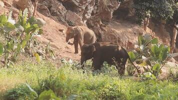 Ásia elefante dentro tailândia, Ásia elefantes dentro Chiang mai. elefante natureza parque, Tailândia video