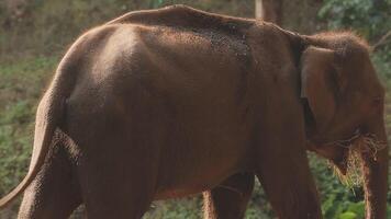 Asia elefante nel Tailandia, Asia elefanti nel chiang mai. elefante natura parco, Tailandia video