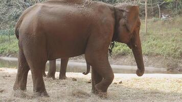 Ásia elefante dentro tailândia, Ásia elefantes dentro Chiang mai. elefante natureza parque, Tailândia video