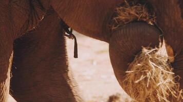 elefante en pie con bosque en el antecedentes. video