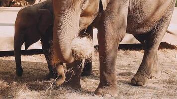 Elefant Stehen mit Wald im das Hintergrund. video